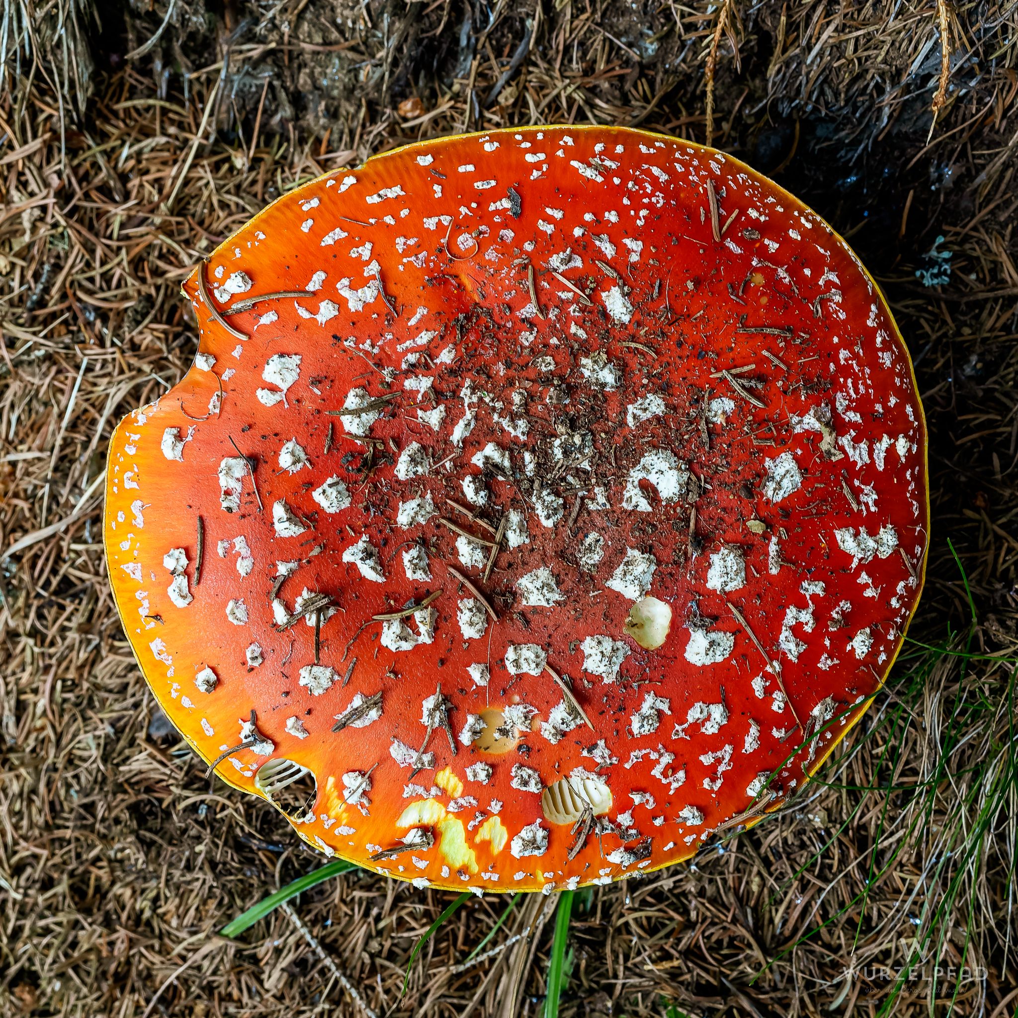 Prächtiger Fliegenpilz